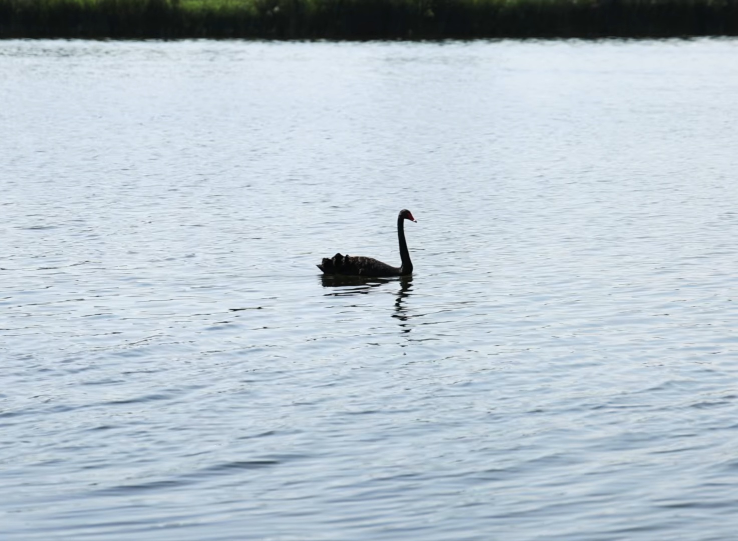 Zwarte zwaan zwemt rustig over het water bij de trouwlocatie